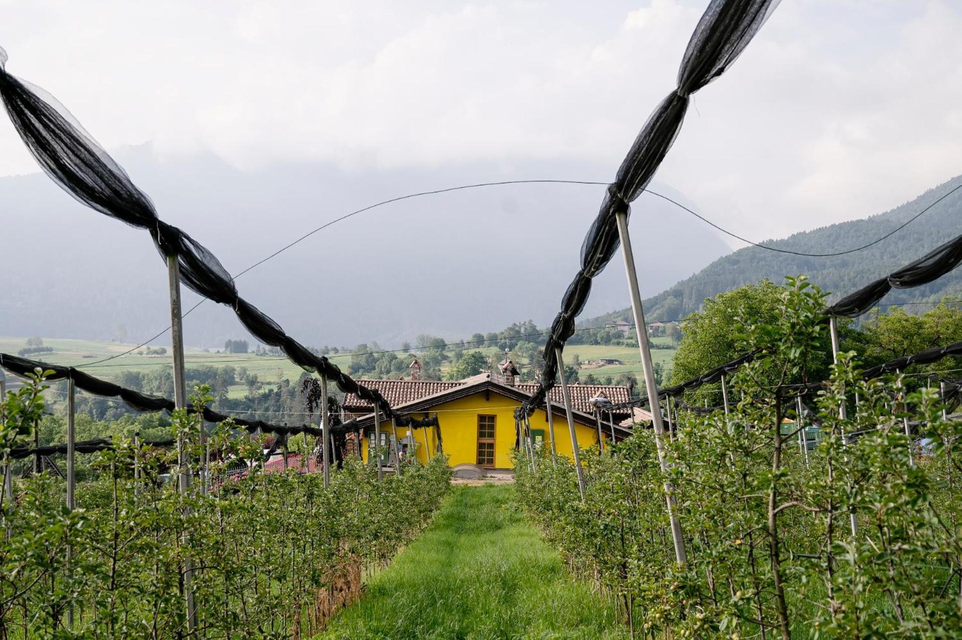 Agritur Maso Alle Rose B&B E Restaurant Balbido-rango Екстериор снимка